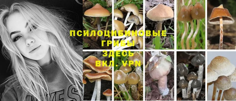 Псилоцибиновые грибы Magic Shrooms  гидра ONION  Ефремов 